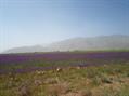 Larkspur